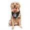 Black Atlanta Falcons Jovaughn Gwyn   Dog & Cat Pet Bandana